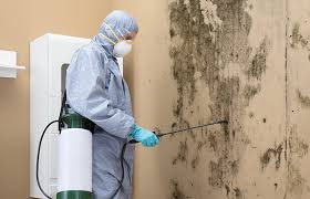 Reliable Brooklyn, OH Mold Removal & Remediation Solutions